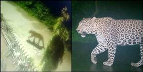 image: Leopard seen near Shiva enclave