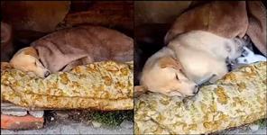 image: ranikhet dog lover video viral