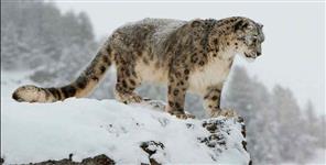 image: Snow Leopard In Darma Valley Pithoragarh Uttarakhand