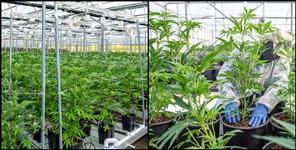 image: Cannabis cultivation in Champawat district
