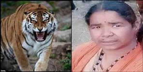image: Tiger attack on woman in Pauri Garhwal Nainidanda