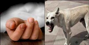 image: Girl dies due to dog bite in Haridwar