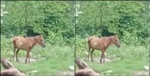 image: Angry horse injured many people in Dehradun Arya Nagar