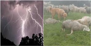 image: Goats Died Due To Heavy Lightning in Uttarkashi