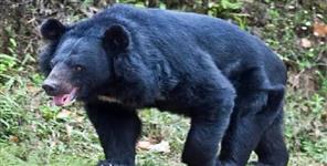 image: Bear Attacked Villager In Bhimtal