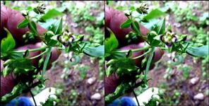 Rare Medicinal Plant Rediscovered in Uttarakhand After 140 Years