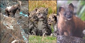 Rare wildlife found in Nanda Devi National Park