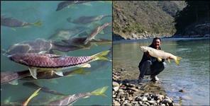 image: Golden Mahseer Fish Revived in Uttarakhand After 14 Years of Extinction