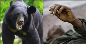 image: Bear attack on elderly person in Garhwal