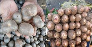 image: Health Benefits of Uttarakhand Product Genthi and Gaderi
