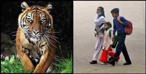 image: night curfew in pauri garhwal fear of tiger