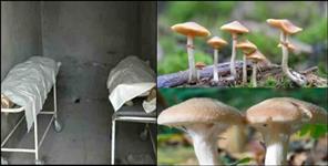 image: Husband wife died after eating wild mushroom in Tehri