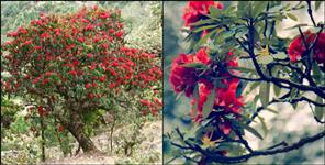 image: Research about buransh in uttarakhand