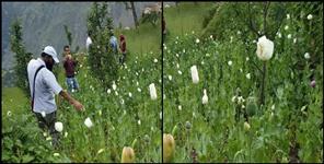image: Opium farming in uttarkashi