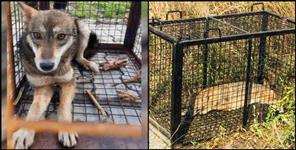 image: Forest Department caught 8 jackals and 1 wolf at Jolly Grant Airport
