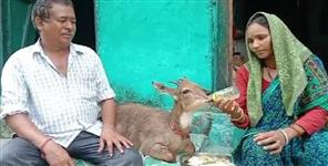 image: Darshan Lal and Uma Devi are raising deer like a child in Chamoli