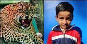 image: Leopard killed 10-year-old Gokul in Gangolihat