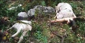 image: Thunderstorm kills 26 goats in Uttarkashi