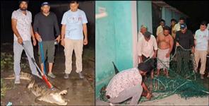 image: crocodile entered a house in Haridwar