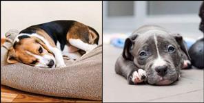 image: Dogs getting sick from Parvovirus in Uttarakhand