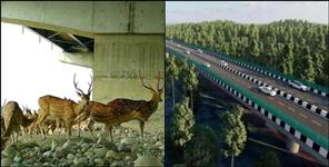 image: Dehradun Delhi Expressway Records 40000 Wildlife Crossings