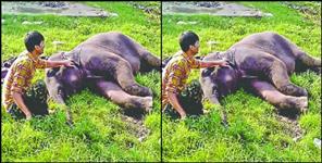 image: corbet national park juhi elephant