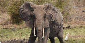 image: Wild elephant group terror in bajpur