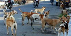 image: Stray dogs attacked a girl in Dehradun