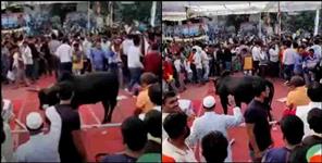 image: Bull entered IN Haldwani Congress rally