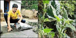 image: Dan Singh Rautela Almora Herbal Tea
