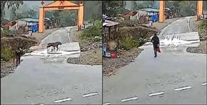 image: Video of Tiger in Ramnagar Garjia Temple Uttarakhand