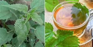 image: Uttarakhand doctor ajay semlti made medicine from kandali