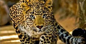image: Professional shooter deployed to kill leopard