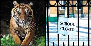 image: Pauri Garhwal Rikhnikhal tiger two days leave for schools