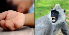 11-Year-Old Boy Dies After Langur Attack in Uttarakhand