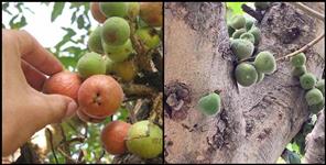 image: Health benefits of timla fruit of lower himalayas