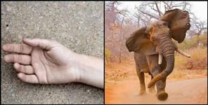 image: Elephant killed young man in Rishikesh