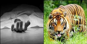 image: Tiger Kills 60-Year-Old Man Near Corbett Tiger Reserve in Almora