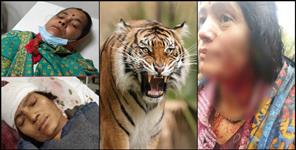 image: Tiger attacked two women in Haldwani