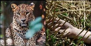 image: Leopard attacked the child in Rudraprayag Basukedar