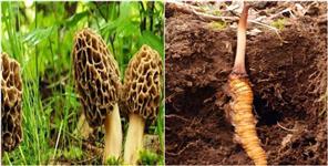 image: Kadav Jhadi and Gucchi Mushroom will be included in forest produce