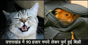 image: Cat theft ninety thousand