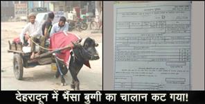 image: Uttarakhand police cut buffalo cart 1000 rupees challan
