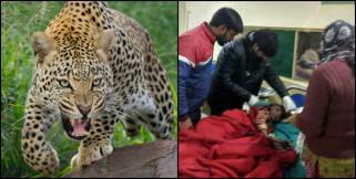image: Leopard attack on a kid in almora