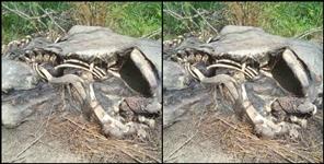image: Skeleton of female elephant found in Rajaji National Park