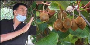 image: Kiwi farming in Uttarakhand