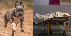 image: woman died after pitbull attack in Roorkee