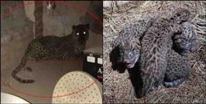 image: Leopard gave birth to 3 cubs in Pithoragarh Silpata village