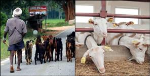image: Uttarakhand Government Goat Farming Goat Valley Scheme
