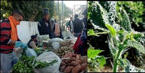 image: Kandali in kotdwar market